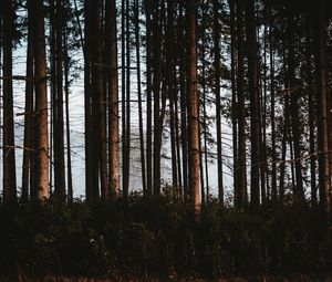Preview wallpaper forest, trees, fog, trunks