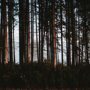 Preview wallpaper forest, trees, fog, trunks