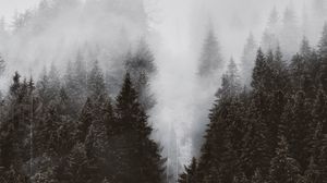 Preview wallpaper forest, trees, fog, crowns, tops, cable car
