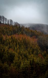 Preview wallpaper forest, trees, fog, tops, aerial view