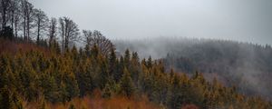 Preview wallpaper forest, trees, fog, tops, aerial view