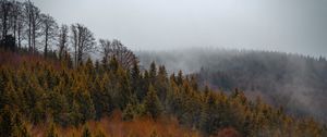 Preview wallpaper forest, trees, fog, tops, aerial view