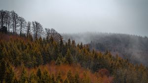 Preview wallpaper forest, trees, fog, tops, aerial view