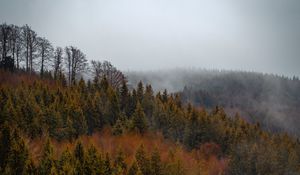 Preview wallpaper forest, trees, fog, tops, aerial view