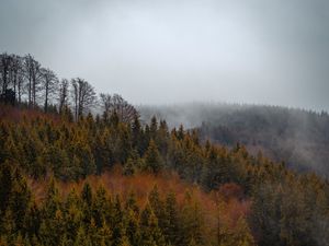 Preview wallpaper forest, trees, fog, tops, aerial view