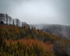 Preview wallpaper forest, trees, fog, tops, aerial view