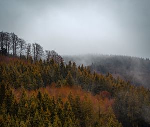 Preview wallpaper forest, trees, fog, tops, aerial view