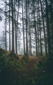 Preview wallpaper forest, trees, fog, pines, trunks, coniferous