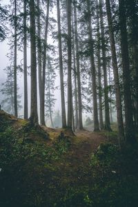 Preview wallpaper forest, trees, fog, pines, trunks, coniferous