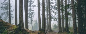 Preview wallpaper forest, trees, fog, pines, trunks, coniferous