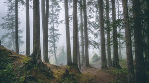 Preview wallpaper forest, trees, fog, pines, trunks, coniferous