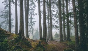 Preview wallpaper forest, trees, fog, pines, trunks, coniferous