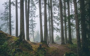 Preview wallpaper forest, trees, fog, pines, trunks, coniferous