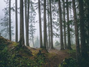 Preview wallpaper forest, trees, fog, pines, trunks, coniferous