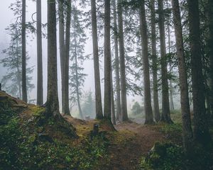 Preview wallpaper forest, trees, fog, pines, trunks, coniferous