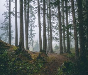 Preview wallpaper forest, trees, fog, pines, trunks, coniferous