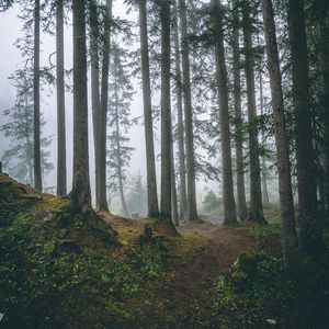 Preview wallpaper forest, trees, fog, pines, trunks, coniferous