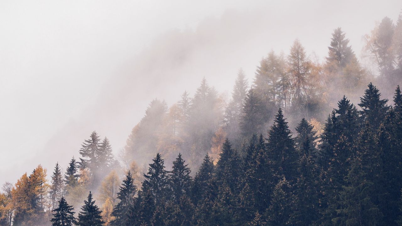 Wallpaper forest, trees, fog, tops, haze hd, picture, image