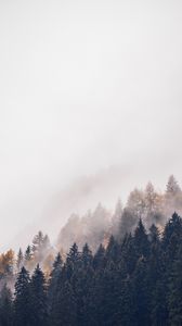 Preview wallpaper forest, trees, fog, tops, haze