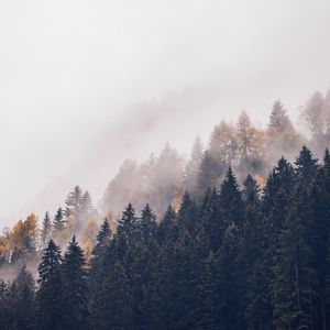 Preview wallpaper forest, trees, fog, tops, haze