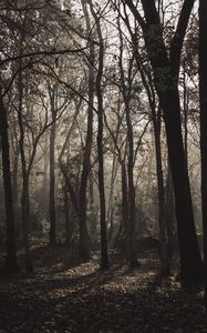 Preview wallpaper forest, trees, fog, sunlight, gloomy