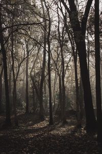 Preview wallpaper forest, trees, fog, sunlight, gloomy