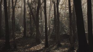 Preview wallpaper forest, trees, fog, sunlight, gloomy