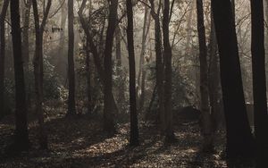 Preview wallpaper forest, trees, fog, sunlight, gloomy