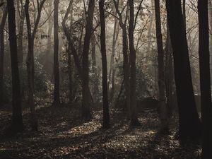 Preview wallpaper forest, trees, fog, sunlight, gloomy