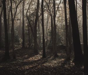 Preview wallpaper forest, trees, fog, sunlight, gloomy