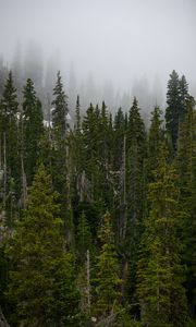 Preview wallpaper forest, trees, fog, pine, tops