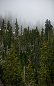 Preview wallpaper forest, trees, fog, pine, tops