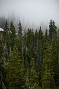 Preview wallpaper forest, trees, fog, pine, tops