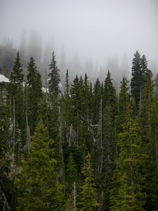 Preview wallpaper forest, trees, fog, pine, tops