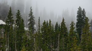 Preview wallpaper forest, trees, fog, pine, tops