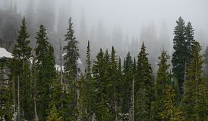 Preview wallpaper forest, trees, fog, pine, tops