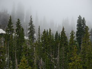 Preview wallpaper forest, trees, fog, pine, tops