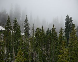 Preview wallpaper forest, trees, fog, pine, tops