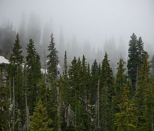 Preview wallpaper forest, trees, fog, pine, tops