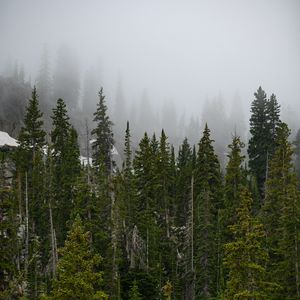 Preview wallpaper forest, trees, fog, pine, tops