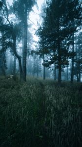 Preview wallpaper forest, trees, fog, grass, path