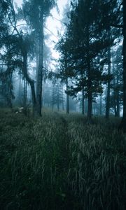 Preview wallpaper forest, trees, fog, grass, path