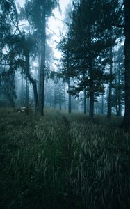 Preview wallpaper forest, trees, fog, grass, path