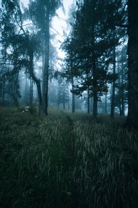 Preview wallpaper forest, trees, fog, grass, path