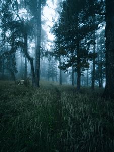 Preview wallpaper forest, trees, fog, grass, path