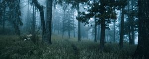 Preview wallpaper forest, trees, fog, grass, path