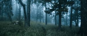 Preview wallpaper forest, trees, fog, grass, path