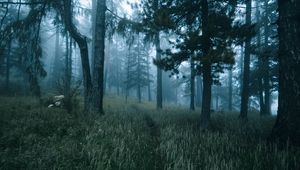 Preview wallpaper forest, trees, fog, grass, path