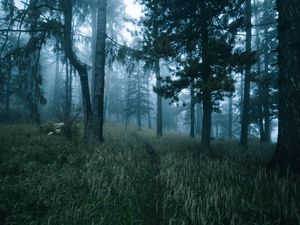 Preview wallpaper forest, trees, fog, grass, path