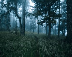 Preview wallpaper forest, trees, fog, grass, path